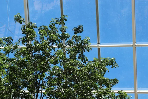 Nízký Úhel Záběru Krásných Stromů Uvnitř Skleníku Pod Slunečním Světlem — Stock fotografie