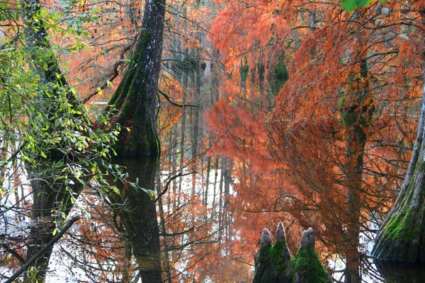 森の中の赤や緑の木々に囲まれたポン — ストック写真
