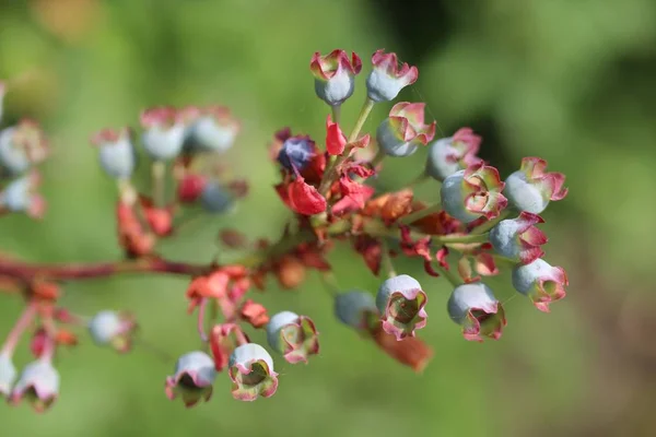 Selective Focus Shot Beautiful Branch Blueberry Flowers Blurred Background — Stock Photo, Image