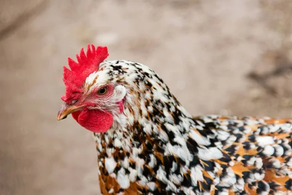 Selective Focus Shot Colorful Domestic Hen Blurred Natural Background — 图库照片