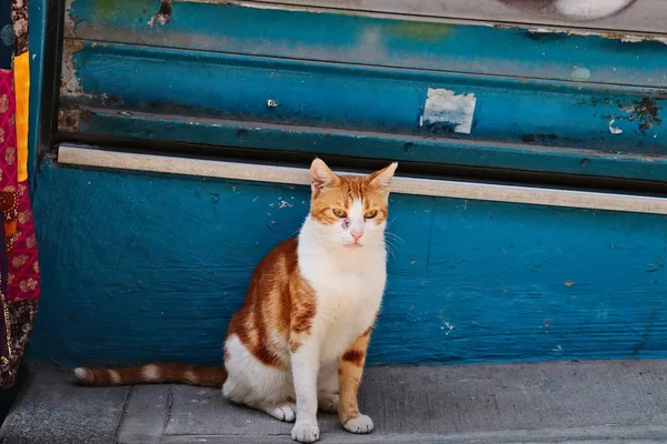 Close Shot Cute Domestic Short Haired Cat Standing Front Blue — 스톡 사진