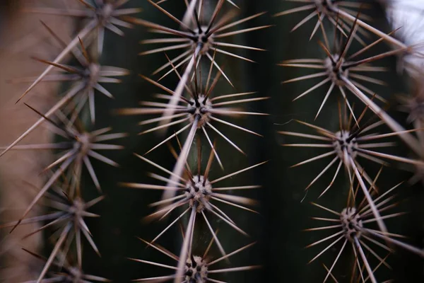 Närbild skott av kaktus vassa nålar — Stockfoto