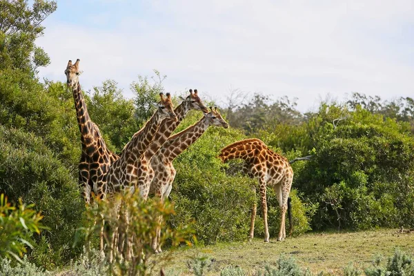 Group Giraffes Standing Grass Covered Hill Trees — 图库照片