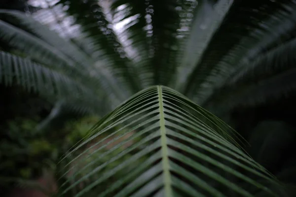 Encerramento de folhas de samambaia em uma floresta sob as luzes com um fundo borrado — Fotografia de Stock