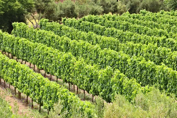 Високий кут зйомки красивих виноградних дерев у захопленні винограднику в сонячний день — стокове фото