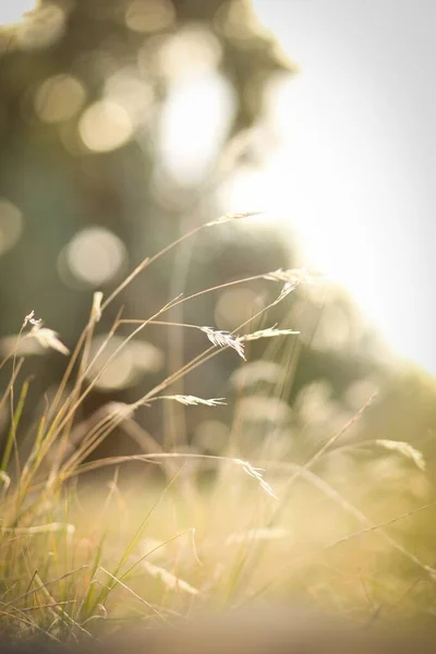 Bulanık bir arka plan ve bokeh etkisi ile güneş ışığı altında alanı kaplayan çimen yakın çekim — Stok fotoğraf