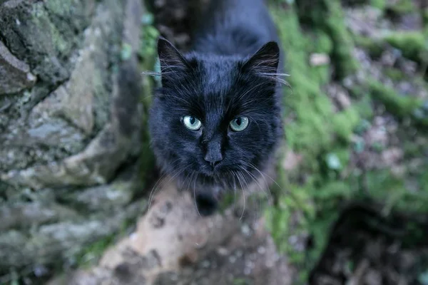 Bella ripresa di un gatto nero che fissa direttamente la macchina fotografica — Foto Stock
