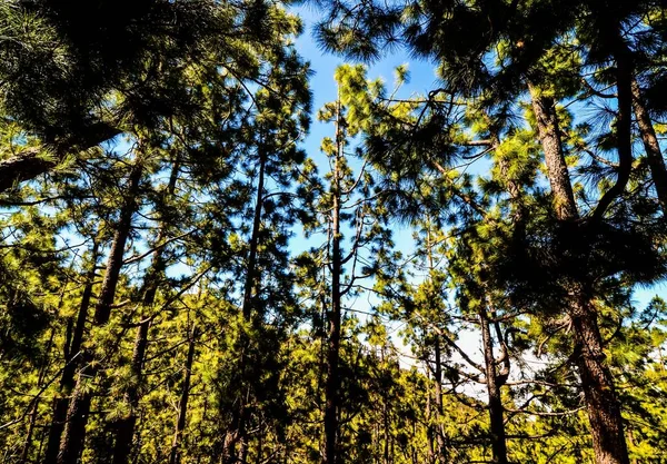 Низкий Угол Съемки Высоких Деревьев Лесу Ясным Голубым Небом Дневное — стоковое фото