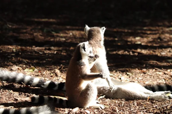 Group Lemurs Sitting Muddy Ground Middle Forest — 스톡 사진
