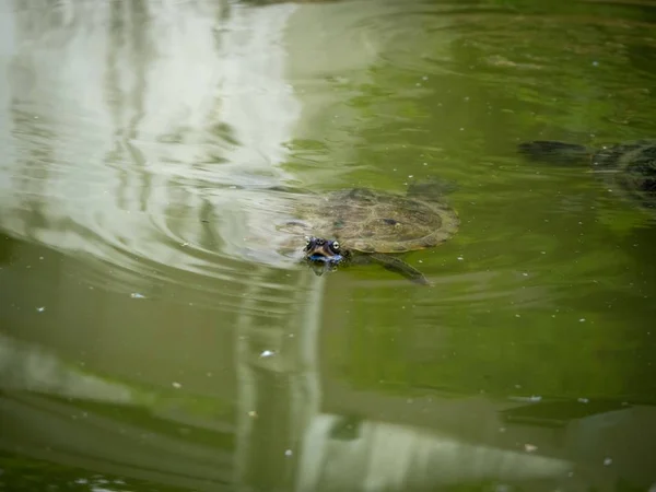 Eine Wasserschildkröte Die Tagsüber Einem Schmutzigen See Einem Park Schwimmt — Stockfoto