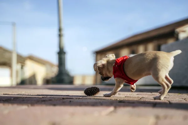 Tiro Largo Chihuahua Que Usa Chihuahua Vermelho Que Joga Com — Fotografia de Stock