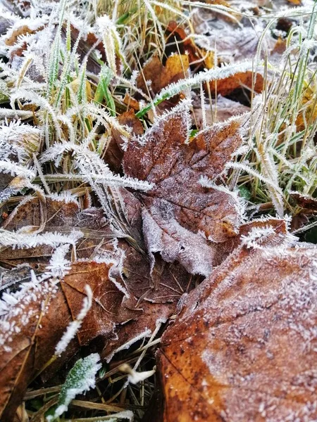 Vertikální Detailní Záběr Zamrzlých Rostlin Lese Stavernu Norsko — Stock fotografie