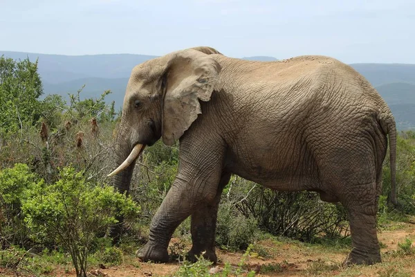 Magnifico Elefante Fangoso Passeggia Vicino Cespugli Alle Piante Nella Giungla — Foto Stock