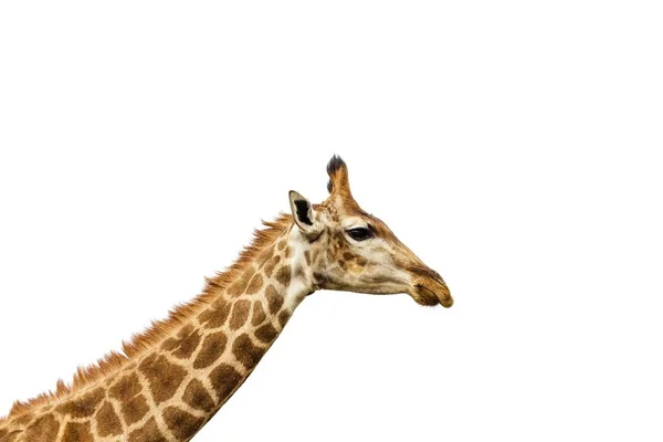 Closeup Shot Magnificent Giraffe White Background — Stok fotoğraf