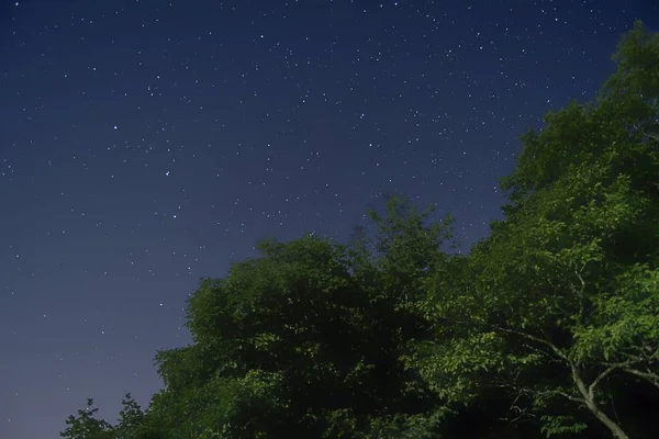Lage hoek opname van een groene boom met een sterrenhemel blauwe hemel op de achtergrond — Stockfoto