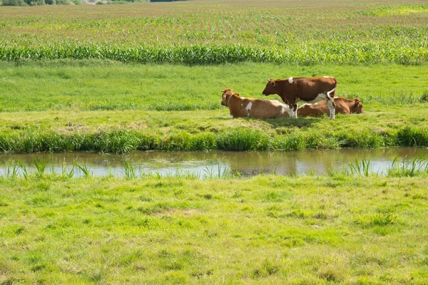 Lake Middle Grassy Field Cows Distance — 图库照片