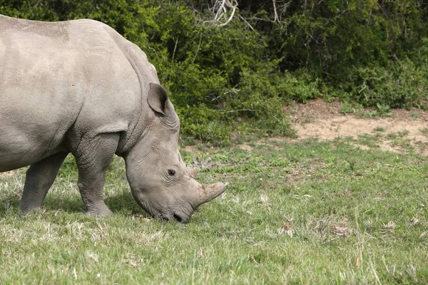 Великолепный Носорог Пасущийся Покрытых Травой Полях Лесу — стоковое фото