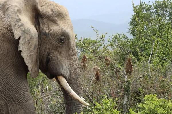 Magnificent Muddy Elephant Walking Bushes Plants Jungle — 图库照片