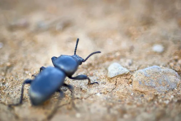 Selective Focus Shot Black Insect Sandy Ground — Stockfoto