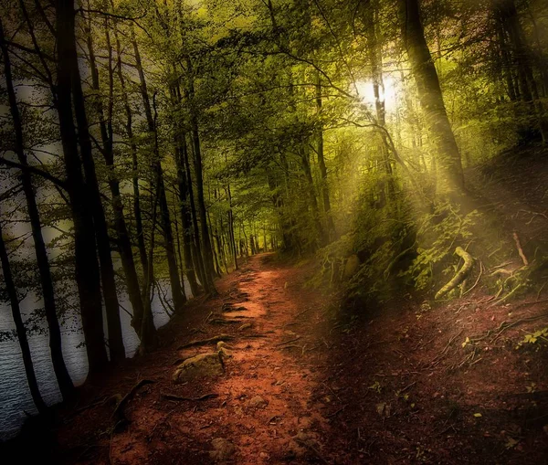 Raggi di sole che illuminano gli alberi verdi della foresta — Foto Stock