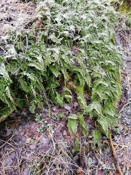 Eine Vertikale Nahaufnahme Einer Grünen Pflanze Stavern Norwegen — Stockfoto
