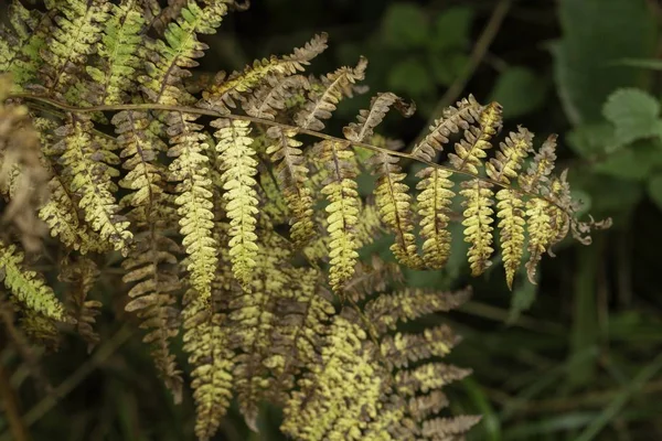 Tournage sélectif au foyer d'une fougère jaune en automne — Photo