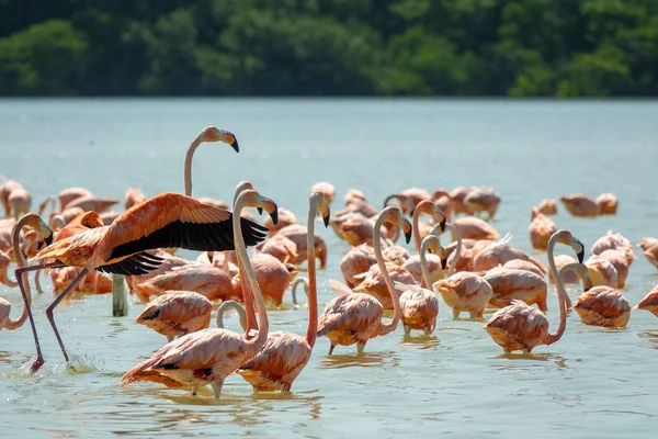 Plan grand angle d'un troupeau de flamants roses dans l'eau entouré d'arbres — Photo