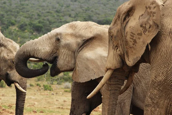 Grupo Elefantes Brincando Perto Uma Poça Água Meio Selva — Fotografia de Stock