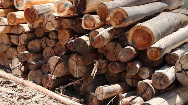 Primer plano de palos de madera apilan uno sobre el otro —  Fotos de Stock