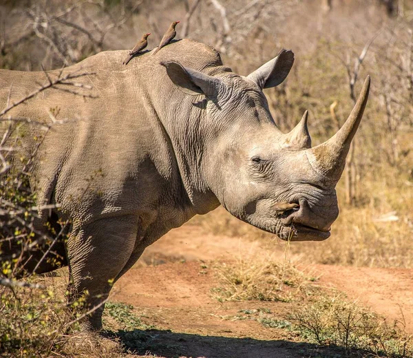 Plan Rapproché Rhinocéros Debout Sur Champ Sec Pendant Journée — Photo