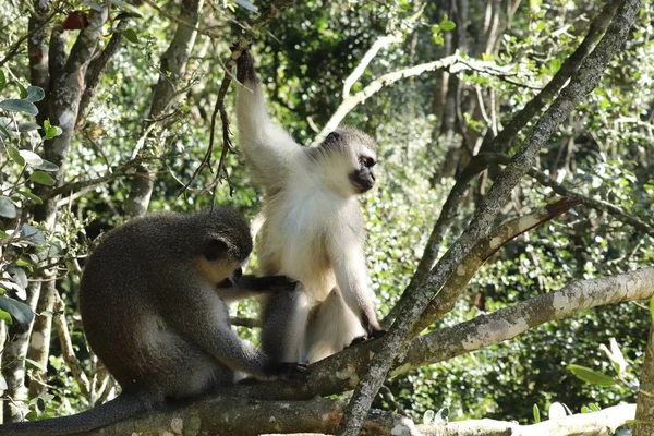 Mono Blanco Mono Negro Sentados Rama Árbol Bosque —  Fotos de Stock