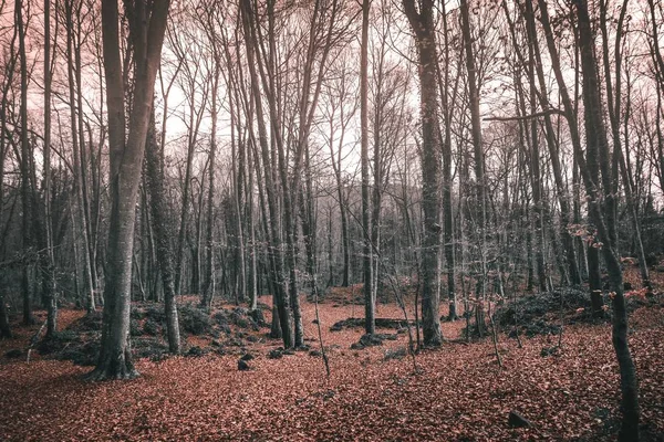 Високі голі дерева в лісі з листям впали на землю восени — стокове фото