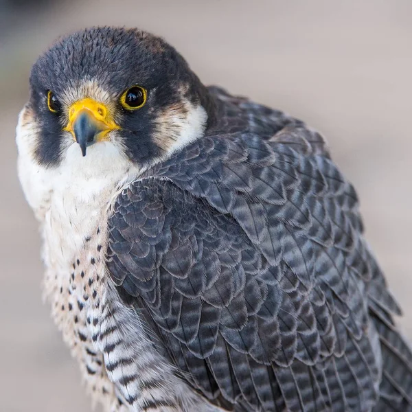 Stunning Closeup Shot Eagle Looking Camera — Stockfoto