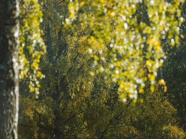 Красиві пейзажі лісу з великою кількістю зелених дерев - відмінно підходить для природних шпалер — стокове фото
