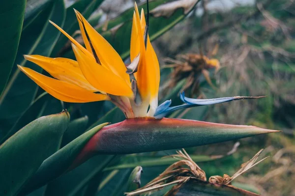 Closeup Shot Tropical Bird Paradise Green Leaves Blurred Background — 스톡 사진