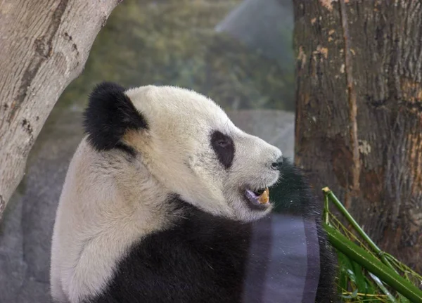 Panda Ours Près Arbre Sur Point Manger Pour Manger Plante — Photo