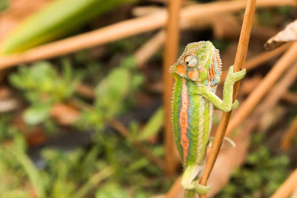 Selective Focus Shot Colorful Chameleon Thin Piece Wood Forest — Stock Photo, Image