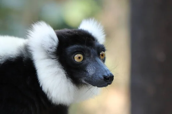 Gambar Fokus Selektif Dari Indri Hitam Dan Putih Sejenis Primata — Stok Foto