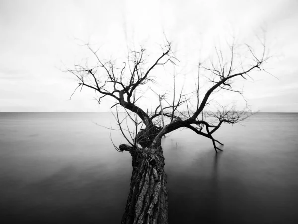 Greyscale de un árbol con ramas desnudas en el mar bajo la luz del sol —  Fotos de Stock