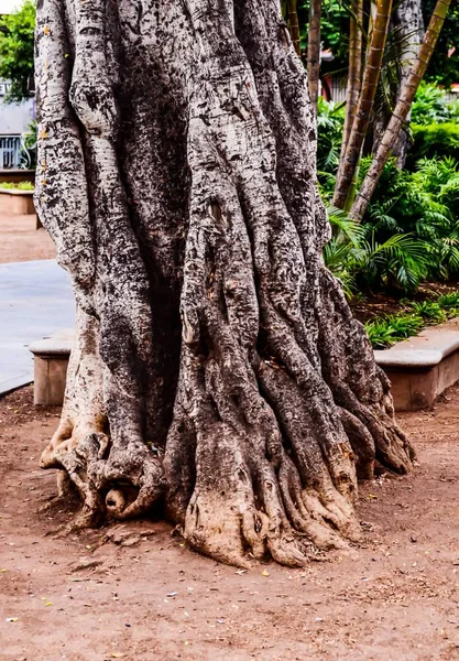 Vertikale Aufnahme eines Baumstammes im Park — Stockfoto