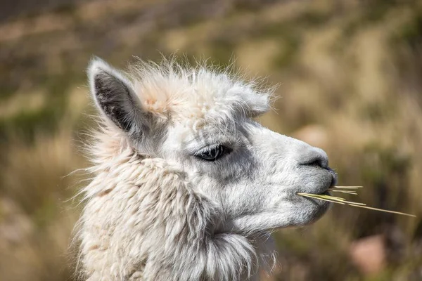 Closeup Shot White Llama Chewing Blurred Background — 스톡 사진