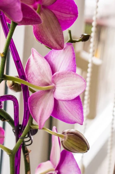 Вертикальний знімок фіолетових і білих квітів — стокове фото