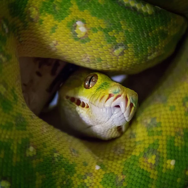 Nahaufnahme Einer Gelben Exotischen Schlange Mit Grünen Und Blauen Flecken — Stockfoto
