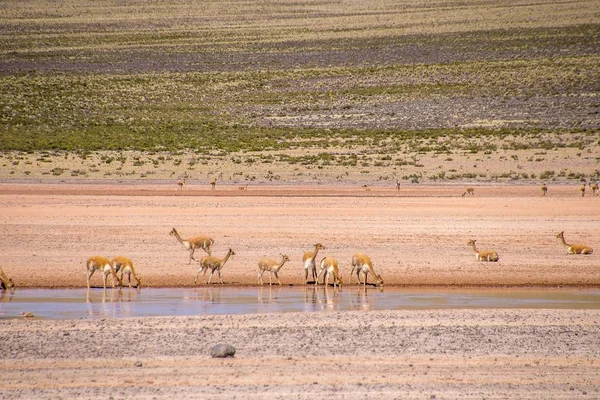 Küçük antiloplar ıssız bir vadide dururken gölden su içiyorlar. — Stok fotoğraf