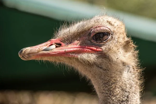 Closeup shot of the head of an ostrich behind a blurry background — Stock Photo, Image