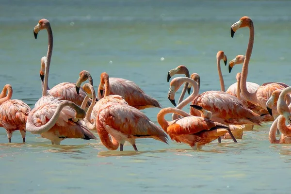 Mehrere Rosa Flamingos Die Tagsüber Wasser Stehen — Stockfoto