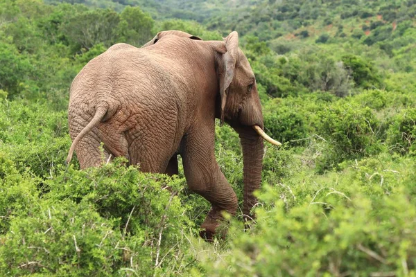 Magnífico Elefante Caminhando Entre Arbustos Plantas Capturadas Por Trás — Fotografia de Stock