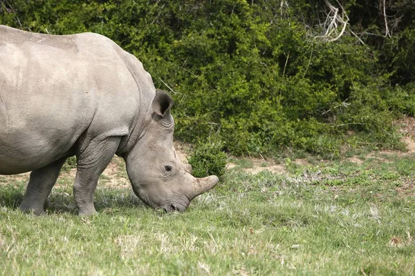 Magnifique Rhinocéros Broutant Sur Les Champs Couverts Herbe Près Des — Photo