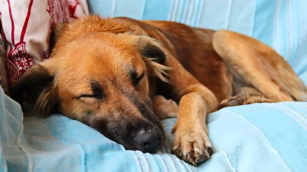 Ένα Χαριτωμένο Καφέ Σκυλί Κοιμάται Ήσυχα Στα Μπλε Εξώφυλλα Ενός — Φωτογραφία Αρχείου
