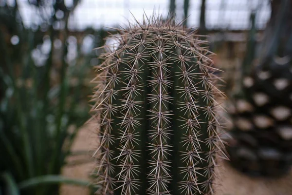 Primo piano di un cactus con molti aghi e uno sfondo sfocato — Foto Stock